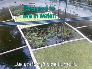 ...Azolla, the floating fern, lotus, lily, hyacinth... Designed to  live in water! 