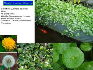 Gotu kola  (Centella asiatica) Viola All of the Mints  Wasabe ( Wasabia japonica ,  Cochlearia wasabi , or  Eutrema japonica) Dandelion (Taraxacum officinale) Nasturtium Water Loving Plants 