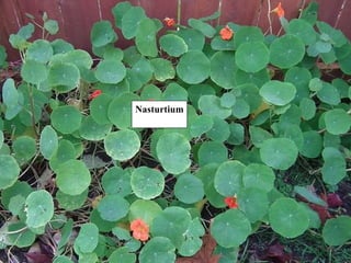 Nasturtium 
