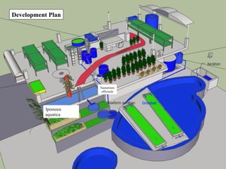 Development Plan Ipomoea aquatica Nasturtium officinale 
