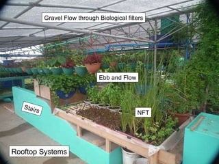 Ebb and Flow Gravel Flow through Biological filters NFT Stairs Rooftop Systems 