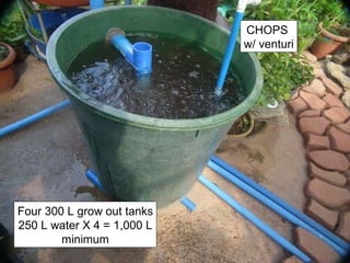 Four 300 L grow out tanks 250 L water X 4 = 1,000 L minimum CHOPS  w/ venturi 