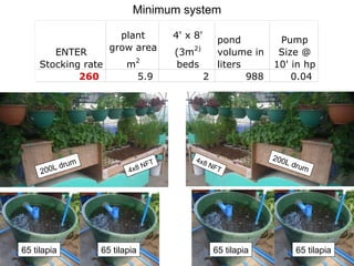 Minimum system 65 tilapia 65 tilapia 65 tilapia 65 tilapia 200L drum 4x8 NFT 200L drum 4x8 NFT 