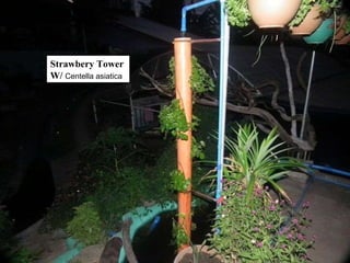Strawbery Tower  W/  Centella asiatica 