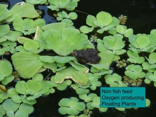 Non fish feed Oxygen producing Floating Plants 
