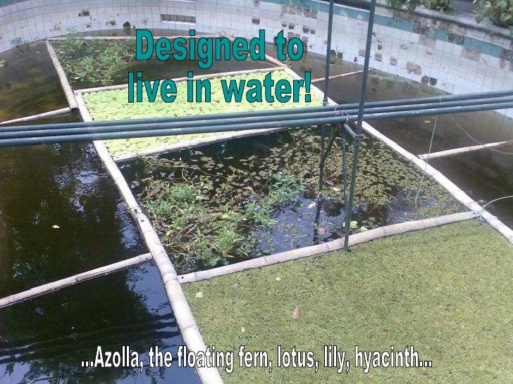 Why is aquaponics better than hydroponics Vertical Farming Market Size to Surpass US$ 31.15 Bn by 2030