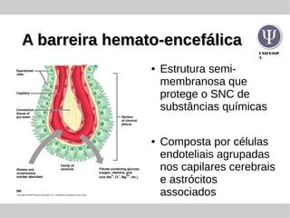 UNIFESSP
A
A barreira hemato-encefálicaA barreira hemato-encefálica
● Estrutura semi-
membranosa que
protege o SNC de
substâncias químicas
● Composta por células
endoteliais agrupadas
nos capilares cerebrais
e astrócitos
associados
 