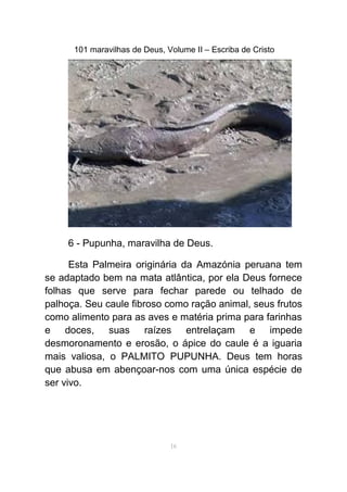 101 maravilhas de Deus, Volume II – Escriba de Cristo
6 - Pupunha, maravilha de Deus.
Esta Palmeira originária da Amazónia peruana tem
se adaptado bem na mata atlântica, por ela Deus fornece
folhas que serve para fechar parede ou telhado de
palhoça. Seu caule fibroso como ração animal, seus frutos
como alimento para as aves e matéria prima para farinhas
e doces, suas raízes entrelaçam e impede
desmoronamento e erosão, o ápice do caule é a iguaria
mais valiosa, o PALMITO PUPUNHA. Deus tem horas
que abusa em abençoar-nos com uma única espécie de
ser vivo.
16
 