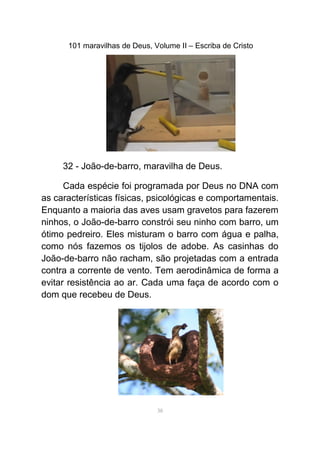 101 maravilhas de Deus, Volume II – Escriba de Cristo
32 - João-de-barro, maravilha de Deus.
Cada espécie foi programada por Deus no DNA com
as características físicas, psicológicas e comportamentais.
Enquanto a maioria das aves usam gravetos para fazerem
ninhos, o João-de-barro constrói seu ninho com barro, um
ótimo pedreiro. Eles misturam o barro com água e palha,
como nós fazemos os tijolos de adobe. As casinhas do
João-de-barro não racham, são projetadas com a entrada
contra a corrente de vento. Tem aerodinâmica de forma a
evitar resistência ao ar. Cada uma faça de acordo com o
dom que recebeu de Deus.
38
 