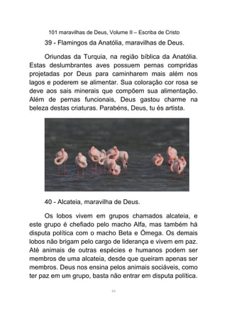 101 maravilhas de Deus, Volume II – Escriba de Cristo
39 - Flamingos da Anatólia, maravilhas de Deus.
Oriundas da Turquia, na região bíblica da Anatólia.
Estas deslumbrantes aves possuem pernas compridas
projetadas por Deus para caminharem mais além nos
lagos e poderem se alimentar. Sua coloração cor rosa se
deve aos sais minerais que compõem sua alimentação.
Além de pernas funcionais, Deus gastou charme na
beleza destas criaturas. Parabéns, Deus, tu és artista.
40 - Alcateia, maravilha de Deus.
Os lobos vivem em grupos chamados alcateia, e
este grupo é chefiado pelo macho Alfa, mas também há
disputa política com o macho Beta e Ómega. Os demais
lobos não brigam pelo cargo de liderança e vivem em paz.
Até animais de outras espécies e humanos podem ser
membros de uma alcateia, desde que queiram apenas ser
membros. Deus nos ensina pelos animais sociáveis, como
ter paz em um grupo, basta não entrar em disputa política.
44
 