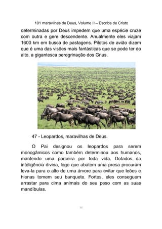 101 maravilhas de Deus, Volume II – Escriba de Cristo
determinadas por Deus impedem que uma espécie cruze
com outra e gere descendente. Anualmente eles viajam
1600 km em busca de pastagens. Pilotos de avião dizem
que é uma das visões mais fantásticas que se pode ter do
alto, a gigantesca peregrinação dos Gnus.
47 - Leopardos, maravilhas de Deus.
O Pai designou os leopardos para serem
monogâmicos como também determinou aos humanos,
mantendo uma parceira por toda vida. Dotados da
inteligência divina, logo que abatem uma presa procuram
leva-la para o alto de uma árvore para evitar que leões e
hienas tomem seu banquete. Fortes, eles conseguem
arrastar para cima animais do seu peso com as suas
mandíbulas.
50
 
