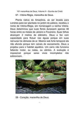101 maravilhas de Deus, Volume II – Escriba de Cristo
57 - Vitória Régia, maravilha de Deus.
Planta nativa da Amazônia, ao ser levada para
Londres para ser plantada no jardim do palácio, recebeu o
nome de Vitória-Régia, em homenagem a rainha Vitória.
Deus determinou que suas flores durassem apenas 48
horas entre os meses de Janeiro e Fevereiro. Suas folhas
alcançam 2 metros de diâmetro. Deus a fez com
capacidade para flutuar nas águas porque em suas
nervuras há câmaras de ar. Mesmo sob forte temporal ela
não afunda porque tem canais de escoamento. Deus a
projetou para o habitat aquático. Um carro não funciona
faltando motor, ou rodas, ou câmbio. A evolução é
impossível porque seres vivos incompletos não
sobrevivem.
58 - Coração, maravilha de Deus.
58
 