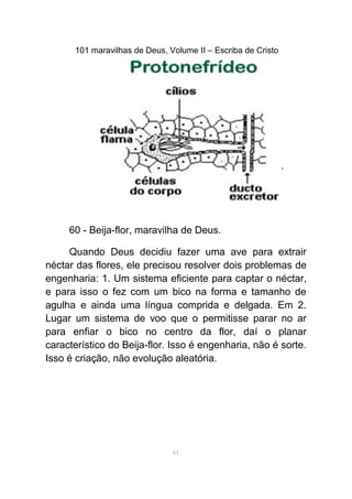 101 maravilhas de Deus, Volume II – Escriba de Cristo
60 - Beija-flor, maravilha de Deus.
Quando Deus decidiu fazer uma ave para extrair
néctar das flores, ele precisou resolver dois problemas de
engenharia: 1. Um sistema eficiente para captar o néctar,
e para isso o fez com um bico na forma e tamanho de
agulha e ainda uma língua comprida e delgada. Em 2.
Lugar um sistema de voo que o permitisse parar no ar
para enfiar o bico no centro da flor, daí o planar
característico do Beija-flor. Isso é engenharia, não é sorte.
Isso é criação, não evolução aleatória.
61
 