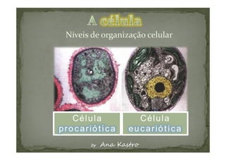 Célula        Célula
procariótica   eucariótica
 