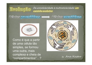 Como é que a partir
de uma célula tão
simples, se formou
uma outra, mais
complexa e cheia de
“compartimentos”…?
 