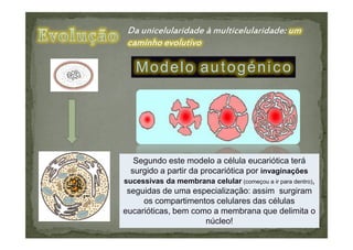 Modelo autogénico




   Segundo este modelo a célula eucariótica terá
  surgido a partir da procariótica por invaginações
sucessivas da membrana celular (começou a ir para dentro),
 seguidas de uma especialização: assim surgiram
     os compartimentos celulares das células
eucarióticas, bem como a membrana que delimita o
                     núcleo!
 