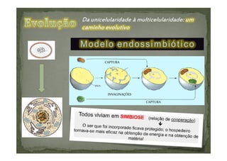 Modelo endossimbiótico
 