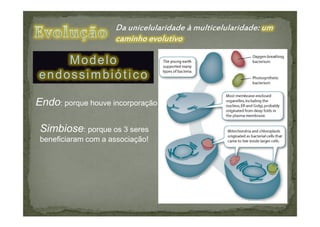 Modelo
endossimbiótico

Endo: porque houve incorporação

 Simbiose: porque os 3 seres
 beneficiaram com a associação!
 