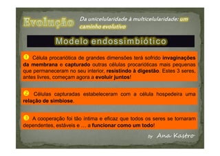 Modelo endossimbiótico
    Célula procariótica de grandes dimensões terá sofrido invaginações
da membrana e capturado outras células procarióticas mais pequenas
que permaneceram no seu interior, resistindo à digestão. Estes 3 seres,
antes livres, começam agora a evoluir juntos!


    Células capturadas estabeleceram com a célula hospedeira uma
relação de simbiose.


   A cooperação foi tão íntima e eficaz que todos os seres se tornaram
dependentes, estáveis e … a funcionar como um todo!
 