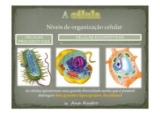 CÉLULAS      CÉLULAS EUCARIÓTICAS
PROCARIÓTICAS
 
