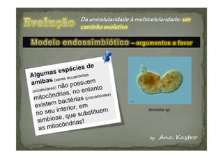 Modelo endossimbiótico   – argumentos a favor




                              Amoeba sp.
 