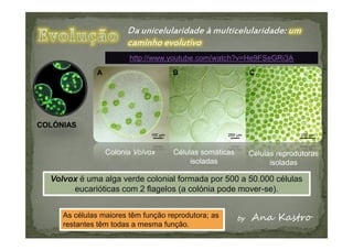 http://www.youtube.com/watch?v=He9FSeGRi3A


COLÓNIAS




COLÓNIAS


                 Colónia Volvox     Células somáticas   Células reprodutoras
                                         isoladas             isoladas

  Volvox é uma alga verde colonial formada por 500 a 50.000 células
       eucarióticas com 2 flagelos (a colónia pode mover-se).


     As células maiores têm função reprodutora; as
     restantes têm todas a mesma função.
 