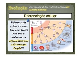 Diferenciação celular
 