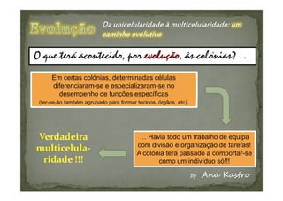Em certas colónias, determinadas células
     diferenciaram-se e especializaram-se no
       desempenho de funções específicas
(ter-se-ão também agrupado para formar tecidos, órgãos, etc).




                                        … Havia todo um trabalho de equipa
                                       com divisão e organização de tarefas!
                                       A colónia terá passado a comportar-se
                                              como um indivíduo só!!!
 
