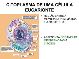 CITOPLASMA DE UMA CÉLULA
EUCARIONTE
• REGIÃO ENTRE A
MEMBRANA PLASMÁTICA
E A CARIOTECA

• APRESENTA ORGANELAS
MEMBRANOSAS E
CITOSOL

 