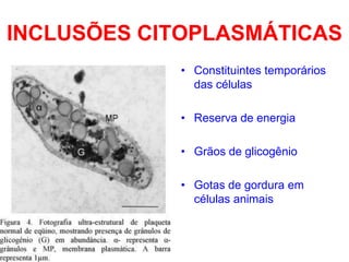 INCLUSÕES CITOPLASMÁTICAS
• Constituintes temporários
das células
• Reserva de energia

• Grãos de glicogênio
• Gotas de gordura em
células animais

 