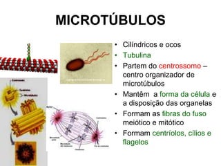 MICROTÚBULOS
• Cilíndricos e ocos
• Tubulina
• Partem do centrossomo –
centro organizador de
microtúbulos
• Mantêm a forma da célula e
a disposição das organelas
• Formam as fibras do fuso
meiótico e mitótico
• Formam centríolos, cílios e
flagelos

 