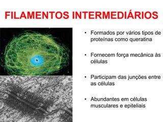 FILAMENTOS INTERMEDIÁRIOS
• Formados por vários tipos de
proteínas como queratina
• Fornecem força mecânica às
células
• Participam das junções entre
as células

• Abundantes em células
musculares e epiteliais

 