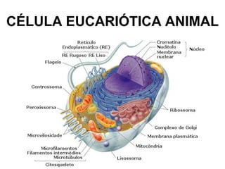 CÉLULA EUCARIÓTICA ANIMAL

 