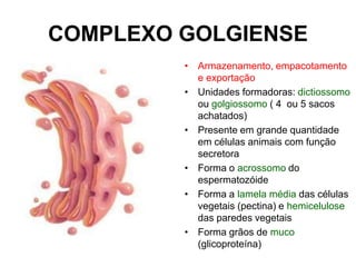 COMPLEXO GOLGIENSE
• Armazenamento, empacotamento
e exportação
• Unidades formadoras: dictiossomo
ou golgiossomo ( 4 ou 5 sacos
achatados)
• Presente em grande quantidade
em células animais com função
secretora
• Forma o acrossomo do
espermatozóide
• Forma a lamela média das células
vegetais (pectina) e hemicelulose
das paredes vegetais
• Forma grãos de muco
(glicoproteína)

 