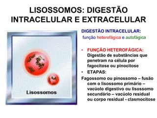 LISOSSOMOS: DIGESTÃO
INTRACELULAR E EXTRACELULAR
DIGESTÃO INTRACELULAR:
função heterofágica e autofágica
• FUNÇÃO HETEROFÁGICA:
Digestão de substâncias que
penetram na célula por
fagocitose ou pinocitose
• ETAPAS:
Fagossomo ou pinossomo – fusão
com o lisossomo primário –
vacúolo digestivo ou lisossomo
secundário – vacúolo residual
ou corpo residual - clasmocitose

 