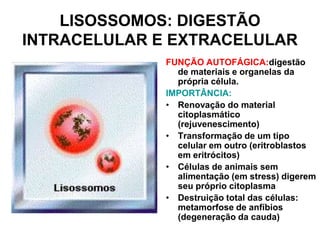 LISOSSOMOS: DIGESTÃO
INTRACELULAR E EXTRACELULAR
FUNÇÃO AUTOFÁGICA:digestão
de materiais e organelas da
própria célula.
IMPORTÂNCIA:
• Renovação do material
citoplasmático
(rejuvenescimento)
• Transformação de um tipo
celular em outro (eritroblastos
em eritrócitos)
• Células de animais sem
alimentação (em stress) digerem
seu próprio citoplasma
• Destruição total das células:
metamorfose de anfíbios
(degeneração da cauda)

 