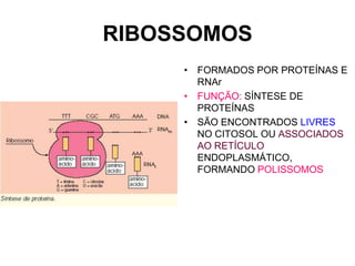 RIBOSSOMOS
• FORMADOS POR PROTEÍNAS E
RNAr
• FUNÇÃO: SÍNTESE DE
PROTEÍNAS
• SÃO ENCONTRADOS LIVRES
NO CITOSOL OU ASSOCIADOS
AO RETÍCULO
ENDOPLASMÁTICO,
FORMANDO POLISSOMOS

 