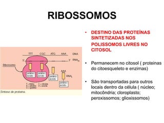 RIBOSSOMOS
• DESTINO DAS PROTEÍNAS
SINTETIZADAS NOS
POLISSOMOS LIVRES NO
CITOSOL
• Permanecem no citosol ( proteinas
do citoesqueleto e enzimas)
• São transportadas para outros
locais dentro da célula ( núcleo;
mitocôndria; cloroplasto;
peroxissomos; glioxissomos)

 