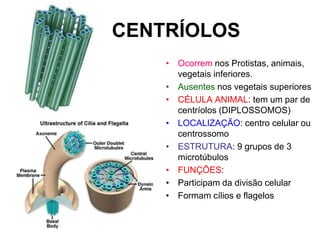 CENTRÍOLOS
• Ocorrem nos Protistas, animais,
vegetais inferiores.
• Ausentes nos vegetais superiores
• CÉLULA ANIMAL: tem um par de
centríolos (DIPLOSSOMOS)
• LOCALIZAÇÃO: centro celular ou
centrossomo
• ESTRUTURA: 9 grupos de 3
microtúbulos
• FUNÇÕES:
• Participam da divisão celular
• Formam cílios e flagelos

 