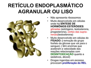 RETÍCULO ENDOPLASMÁTICO
AGRANULAR OU LISO
• Não apresenta ribossomos
• Muito desenvolvido em células
onde há SÍNTESE DE
HORMÔNIOS ESTERÓIDES:
gônadas (estrógeno, testosterona,
progesterona), córtex das suprarenais(testosterona)
• Muito desenvolvido em células do
FÍGADO: ( remoção do grupo
fosfato da glicose que vai para o
sangue); ( têm enzimas que
aceleram a velocidade das
reações relacionadas com
DESINTOXICAÇÃO quanto a
sedativos, álcool)
• Drogas ingeridas em excesso
provocam proliferação do REL

 