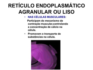 RETÍCULO ENDOPLASMÁTICO
AGRANULAR OU LISO
• NAS CÉLULAS MUSCULARES:
Participam do mecanismo de
contração muscular,controlando
a concentração de cálcio na
célula.
• Promovem o transporte de
substâncias na célula.

 