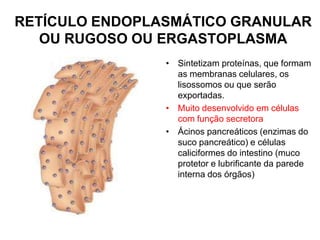 RETÍCULO ENDOPLASMÁTICO GRANULAR
OU RUGOSO OU ERGASTOPLASMA
• Sintetizam proteínas, que formam
as membranas celulares, os
lisossomos ou que serão
exportadas.
• Muito desenvolvido em células
com função secretora
• Ácinos pancreáticos (enzimas do
suco pancreático) e células
caliciformes do intestino (muco
protetor e lubrificante da parede
interna dos órgãos)

 
