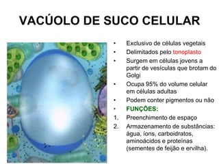 VACÚOLO DE SUCO CELULAR
•
•
•

•
•
•
1.
2.

Exclusivo de células vegetais
Delimitados pelo tonoplasto
Surgem em células jovens a
partir de vesículas que brotam do
Golgi
Ocupa 95% do volume celular
em células adultas
Podem conter pigmentos ou não
FUNÇÕES:
Preenchimento de espaço
Armazenamento de substâncias:
água, íons, carboidratos,
aminoácidos e proteínas
(sementes de feijão e ervilha).

 