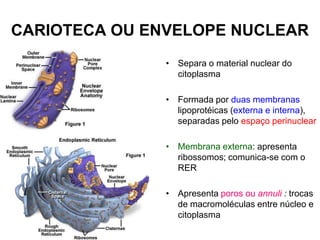 CARIOTECA OU ENVELOPE NUCLEAR
• Separa o material nuclear do
citoplasma
• Formada por duas membranas
lipoprotéicas (externa e interna),
separadas pelo espaço perinuclear
• Membrana externa: apresenta
ribossomos; comunica-se com o
RER

• Apresenta poros ou annuli : trocas
de macromoléculas entre núcleo e
citoplasma

 