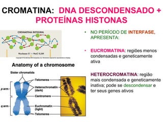 CROMATINA: DNA DESCONDENSADO +
PROTEÍNAS HISTONAS
• NO PERÍODO DE INTERFASE,
APRESENTA:
• EUCROMATINA: regiões menos
condensadas e geneticamente
ativa
• HETEROCROMATINA: região
mais condensada e geneticamente
inativa; pode se descondensar e
ter seus genes ativos

 