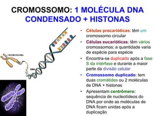 CROMOSSOMO: 1 MOLÉCULA DNA
CONDENSADO + HISTONAS
• Células procarióticas: têm um
cromossomo circular
• Células eucarióticas: têm vários
cromossomos; a quantidade varia
de espécie para espécie
• Encontra-se duplicado após a fase
S da intérfase e durante a maior
parte da divisão celular
• Cromossomo duplicado: tem
duas cromátides ou 2 moléculas
de DNA + histonas
• Apresentam centrômero:
sequência de nucleotídeos do
DNA por onde as moléculas de
DNA ficam unidas após a
duplicação

 