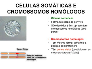 CÉLULAS SOMÁTICAS E
CROMOSSOMOS HOMÓLOGOS
• Células somáticas
• Formam o corpo do ser vivo
• São diplóides ( 2n): apresentam
cromossomos homólogos (aos
pares)

• Cromossomos homólogos
• Têm mesma forma, tamanho e
posição do centrômero
• Têm genes alelos (condicionam as
mesmas características)

 