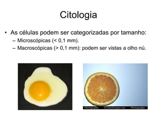 Citologia
• As células podem ser categorizadas por tamanho:
– Microscópicas (< 0,1 mm).
– Macroscópicas (> 0,1 mm): podem ser vistas a olho nú.

 