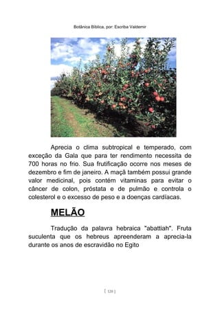 Botânica Bíblica, por: Escriba Valdemir
Aprecia o clima subtropical e temperado, com
exceção da Gala que para ter rendimento necessita de
700 horas no frio. Sua frutificação ocorre nos meses de
dezembro e fim de janeiro. A maçã também possui grande
valor medicinal, pois contém vitaminas para evitar o
câncer de colon, próstata e de pulmão e controla o
colesterol e o excesso de peso e a doenças cardíacas.
MELÃO
Tradução da palavra hebraica "abattiah". Fruta
suculenta que os hebreus apreenderam a aprecia-la
durante os anos de escravidão no Egito
[ 120 ]
 
