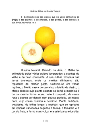 Botânica Bíblica, por: Escriba Valdemir
5 Lembramo-nos dos peixes que no Egito comíamos de
graça; e dos pepinos, e dos melões, e dos porros, e das cebolas, e
dos alhos. Numeros 11.5
História Natural. Oriundo da Ásia, o Melão foi
aclimatado pelos vários países temperados e quentes do
velho e do novo continente. A sua cultura prospera nas
terras arenosas, onde os melões d’Inhaúma são
reputados de melhor gosto. Cultivam-se em várias
regiões, o Melão casca de carvalho, o Melão de cheiro, o
Melão caboclo cuja planta estende-se como a melancia e
dá da mesma forma: o seu fruto é comprido, de casca
roxa e branca por dentro, com poucas pevides, de massa
doce, cujo cheiro exalado é delicioso. Planta herbácea,
trepadeira, de folhas largas e rugosas, que se reproduz
em infinitas variedades segundo a forma, o tamanho e a
cor do fruto; a forma mais vulgar é a esférica ou elipsoide.
[ 121 ]
 